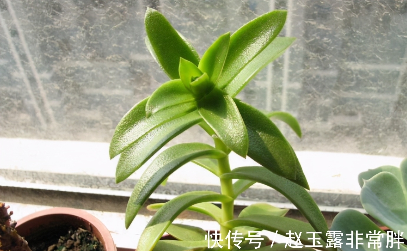 家中光照差别养8种多肉,它们容易变成“豆芽菜”,没有观赏价值