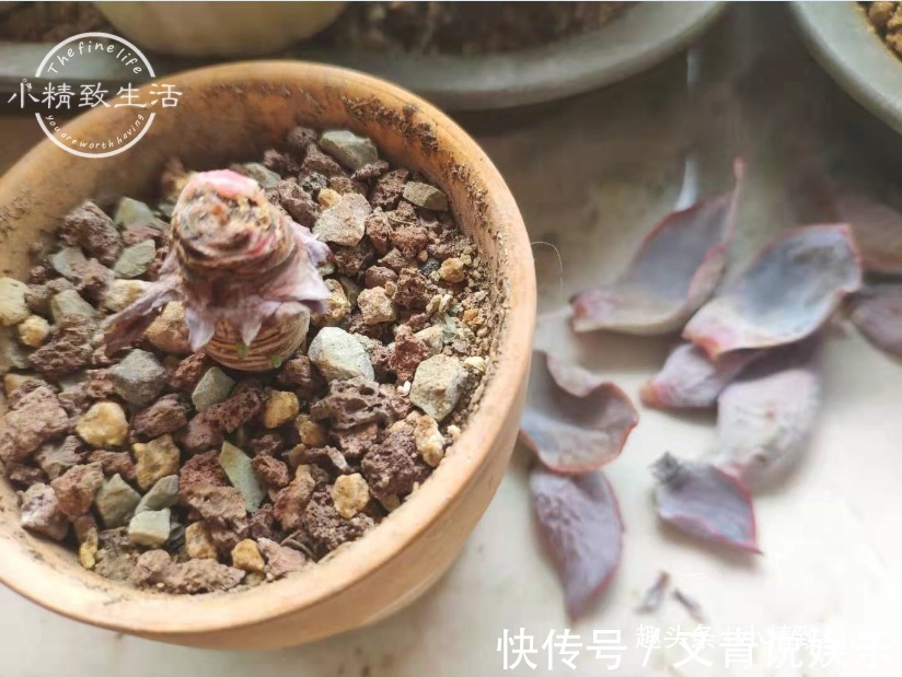 多肉阳台党度夏总结,收拾空盆,亡羊补牢,明年再战