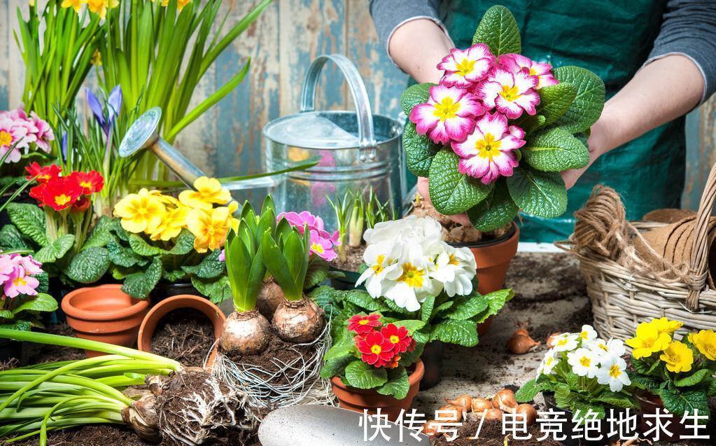 植物|连这些种花常识都不知道,你说你会养花