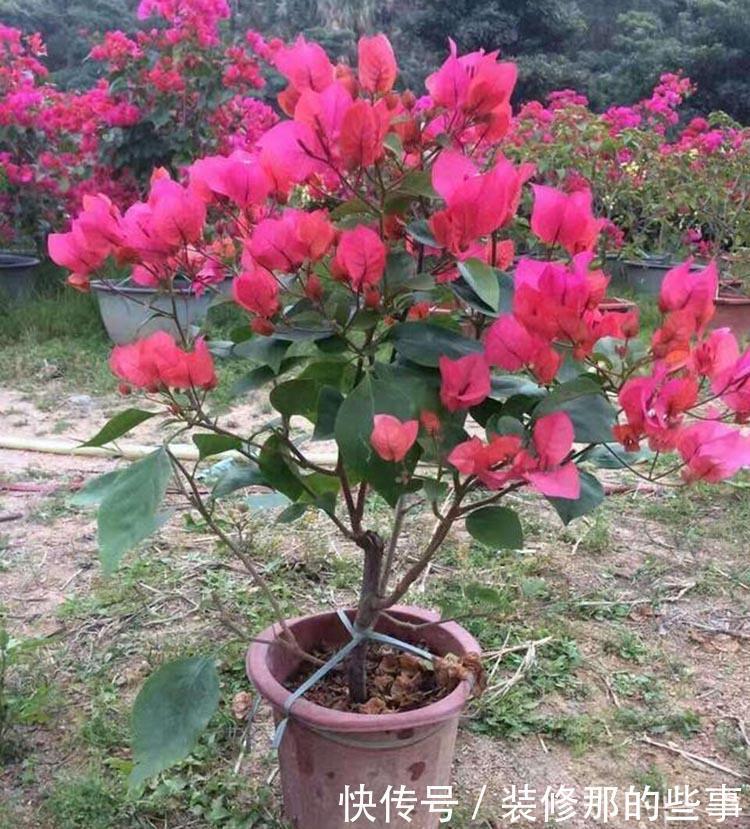 花卉|夏天养花，别犯3个错，避免黄叶烂根，过不去夏