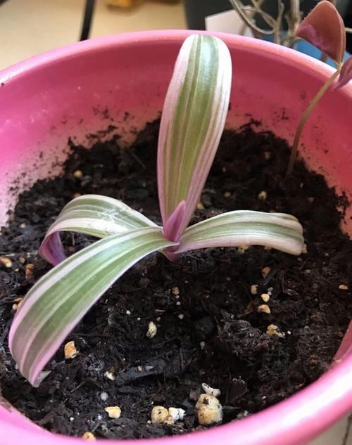 紫背|用水培扦插繁殖的紫背万年青,根长得快,养好了容易开花