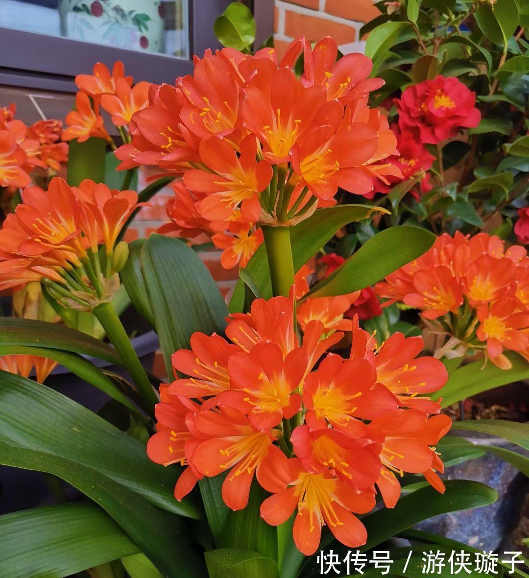 长寿花|5种“富贵花”,谨记“穷养它”,大盆换小盆,才能开满富贵花