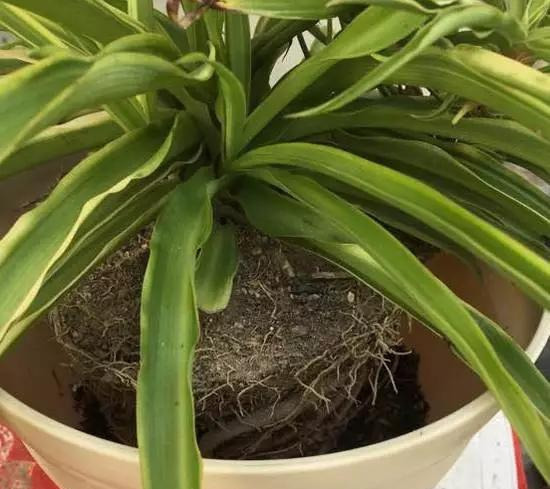 养花技巧花草换盆不懂这3点难怪换完盆就黄叶枯死