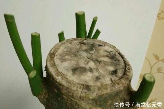 春天把盆栽这5个地方“剪光光”,才能花开不断!