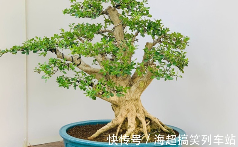 制成盆景的瓜子黄杨,搁家里能显主人品味、身份,该怎么养护?