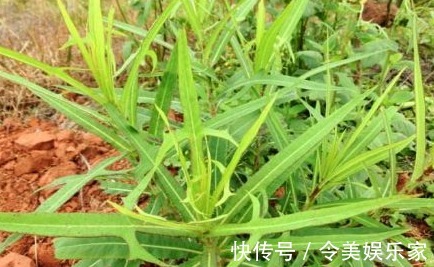 喂猪|农村一种常见野菜，曾经是用来喂猪的，其实城里一斤二十块