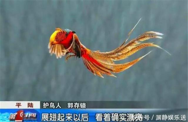山西出现“怪鸟”,六旬老农无偿看护4年,专家:立了大功