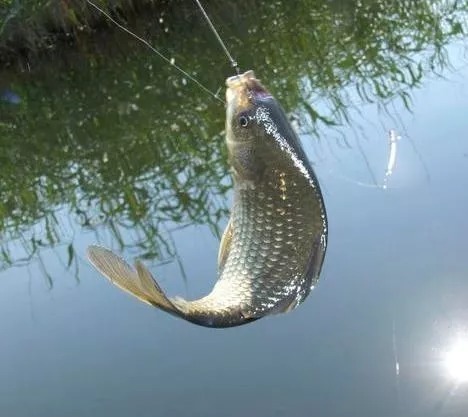 大鲫|钓鲫鱼的钩号应该用几号钩？选对了，轻松钓大鲫！