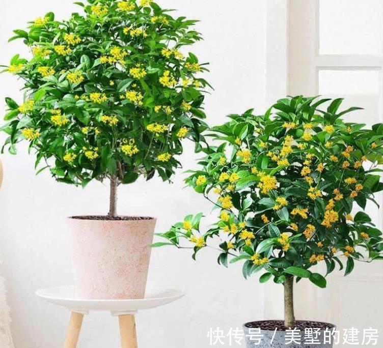 桂花粥|爱花人:立秋了,桂花该安排上了吧?
