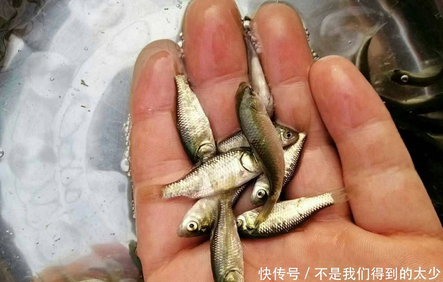 鸡饲料这样用,小鱼不闹,发窝更快