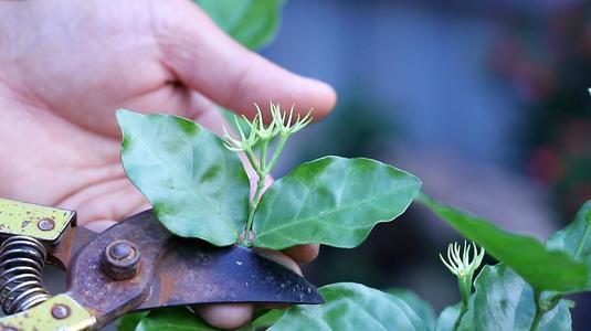 茉莉花|盆栽茉莉花芬芳美丽满枝丫,茉莉花的养护方法,养花小白也能驾驭