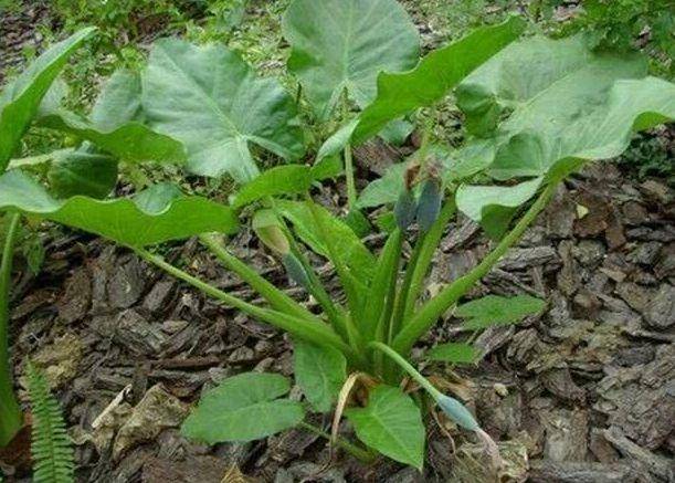清热解毒|乡下一野菜，营养价值高，还能消肿止痛、清热解毒，价值高