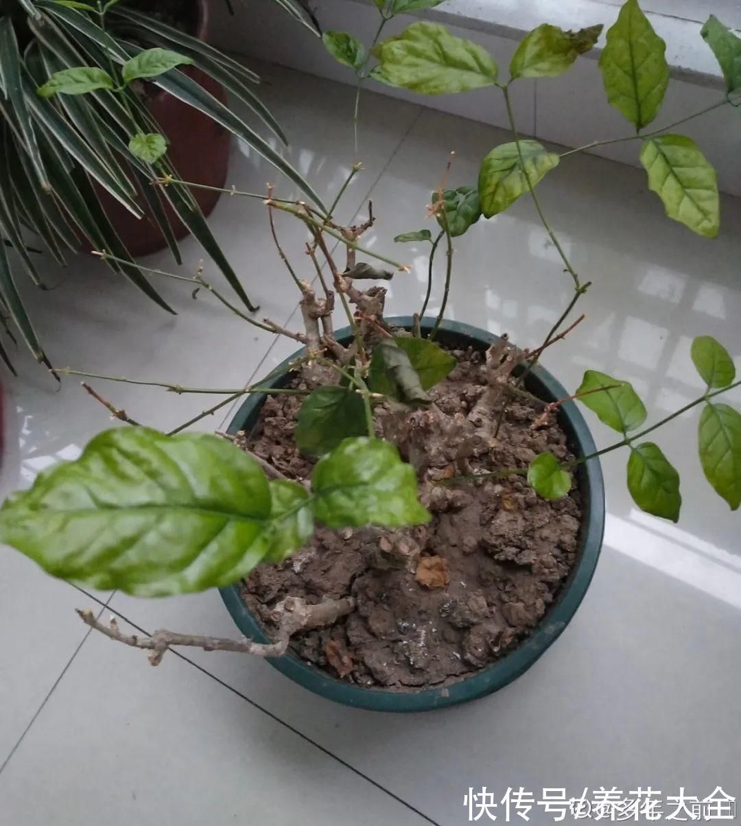 枝叶|7种花冬天会假死,叶子掉光不要扔,明年还能大爆花