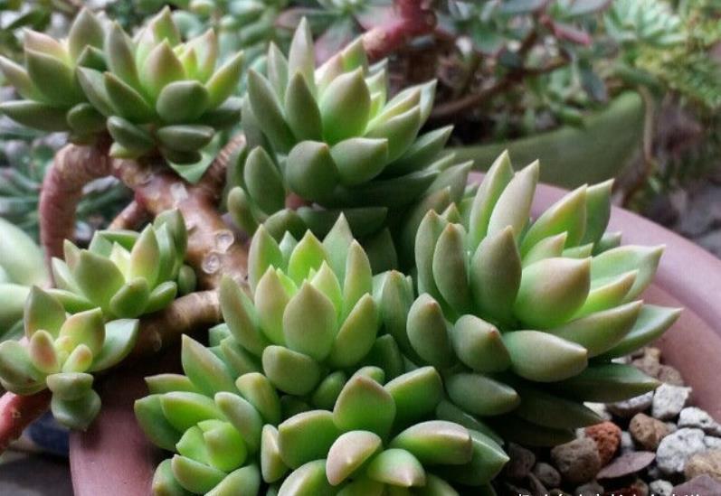 养多肉只知黄丽不知青丽?那你落伍了,它们是长得十分雷同的多肉