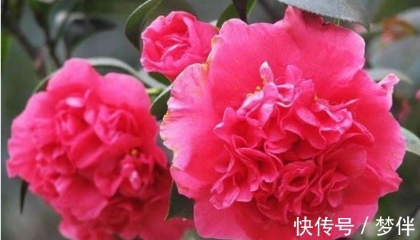 养护|适合新手养护的4种花,好养漂亮花期长,开花一簇簇,开成百花园