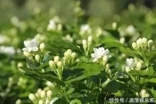 技巧|茉莉花能开150天,学会2个“技巧”,你也能做到!