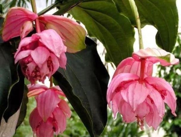 养护|庭院选这几款花,沾土就能活,开花就爆盆,不易生病好养护