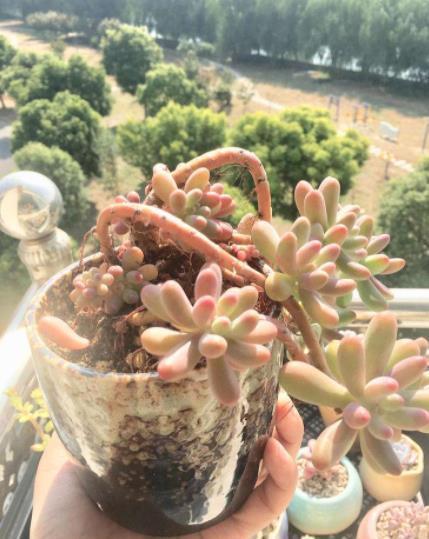 养多肉常见的3个误区,大部分花友都中招了,难怪肉肉养不胖