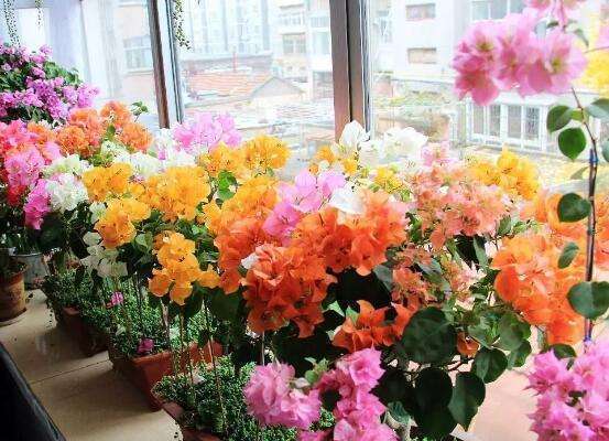 三角梅叶子“卷曲”、不开花学会这几招，叶子嗖嗖冒，花朵爆盆