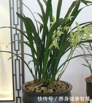 帆风顺|这些花最讨厌太阳，越阴凉越爆盆，还能开满花！