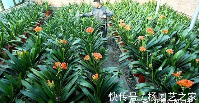 养殖君子兰，浇水是养护中重要一环，从这几个方面来掌握浇水方法