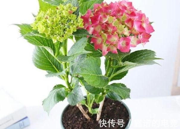 家里养的花卉植物为什么会生病虫害，4个方法帮你解决