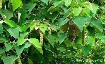 好处|见到此物,它的叶子一定要摘回家,好处不请自来,分享给家人吧