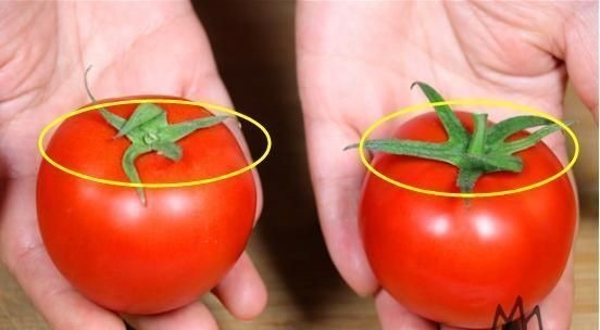 西红柿打不打激素?看一眼这个“小机关”就知道,看完别再乱买了