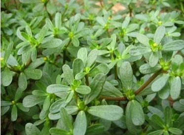 利尿消炎|专家讲解:常吃以下3种野菜,能清热解毒、利尿消炎,不妨一试