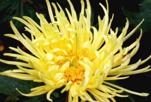 喜欢菊花,就养“国华系列菊花”国华优雅,似白莲少女,冰清玉洁