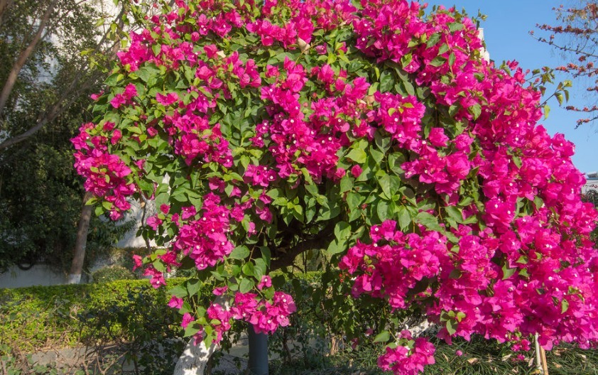 三角梅开花花量小注意这四点,呼呼冒花苞,简简单单爆满盆