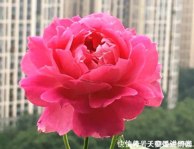 难度|最美的波浪边月季,又香又勤花,种植无难度,非常适合新手