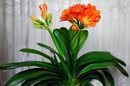 吃醋|君子兰爱“吃醋”更爱“喝酒”,一次能喝半斤白酒,喝完就疯长