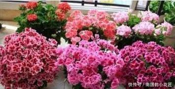 枝条|此6种漂亮花儿，遇土即活，一年四季常开花，花朵多，轻松养爆盆