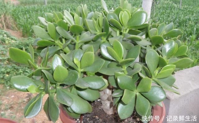 玉树美如玉,氮肥不可少,大豆做肥是技巧!