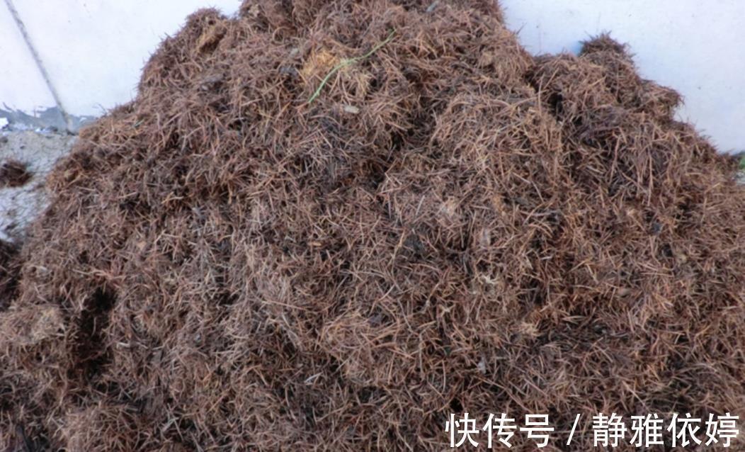 山上收集回来松针土,别直接拿来养花,先要简单处理