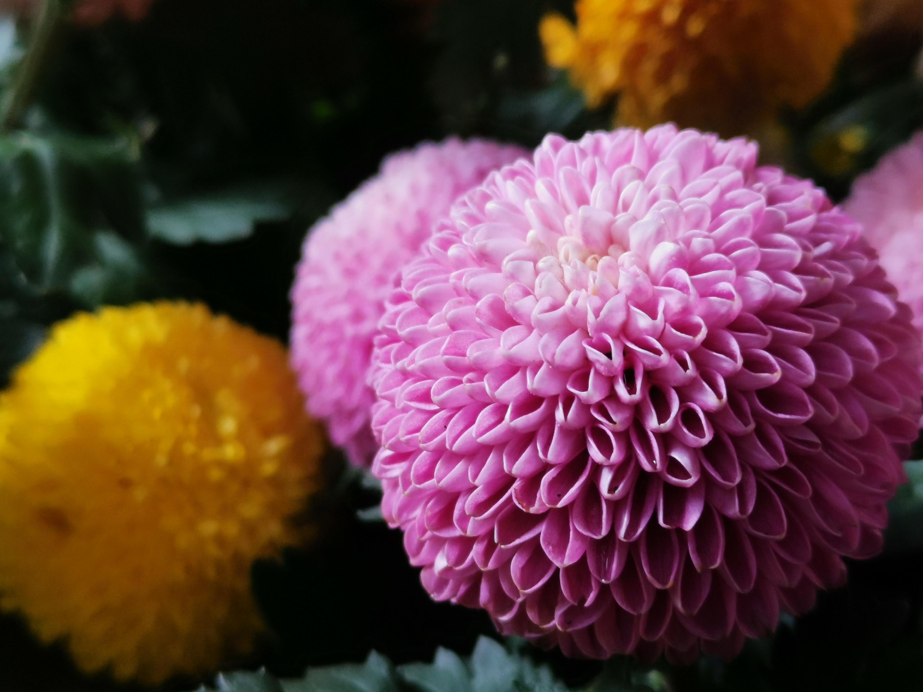 生肖鸡|3生肖财运降临，好运来临，桃花朵朵，一辈子福报连连