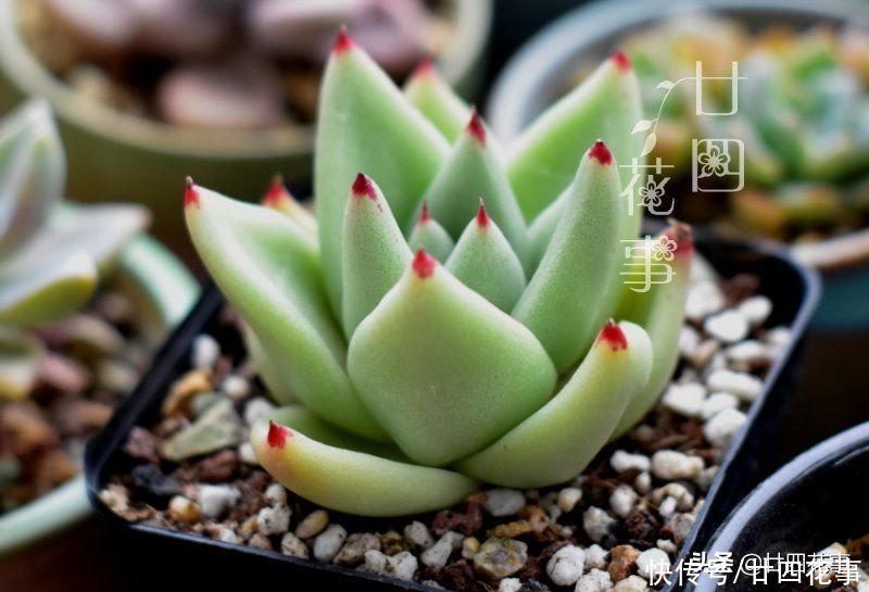 好心|多肉上盆后，新手喜欢拔苗助长，以为是“好心”，结果肉肉没服盆