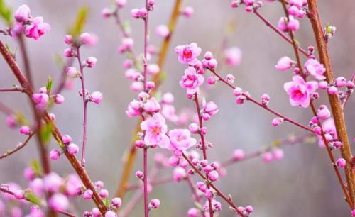 成都“神仙”赏花地：满山桃花开，树荫下吃鸡！