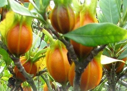 降血压|会养生的女人都喜欢吃的野果,保肝护胆,排毒降血压,还可以美肤