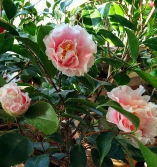  开满|1种花，比牡丹还美，比绿萝还好养，棵棵开满枝头！