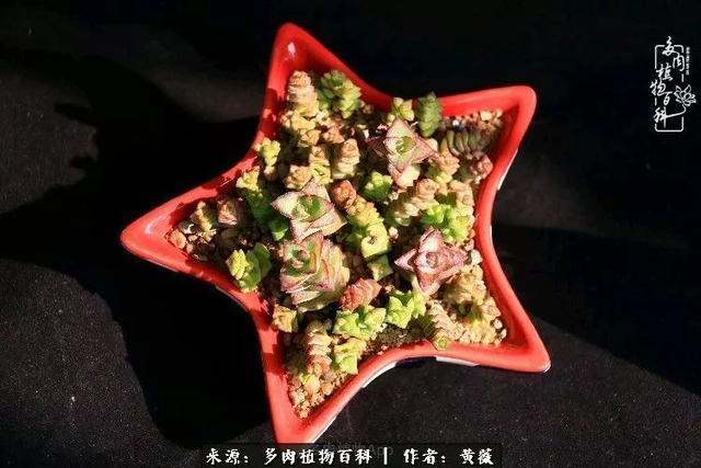 养了三年多肉，终于明白佛系养肉才是王道！