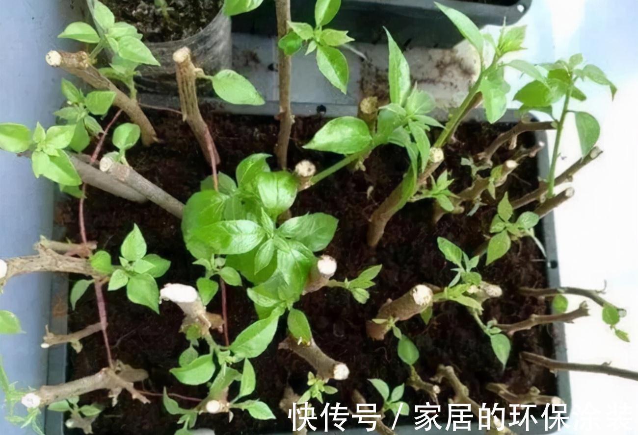 进入10月,建议扦插5种花,温度适宜利于生根,成活率直线上升