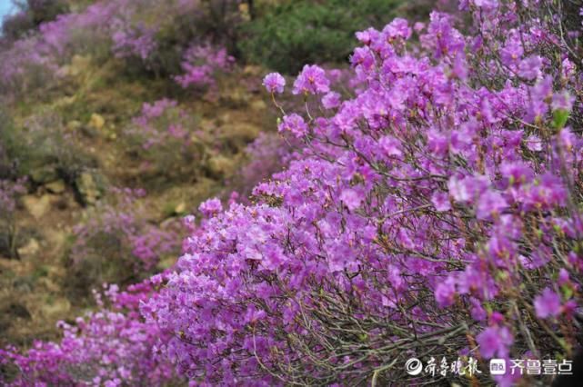 花开又一年！蓝槿花悄然绽放，与鸟鸣山涧相伴美到极致！