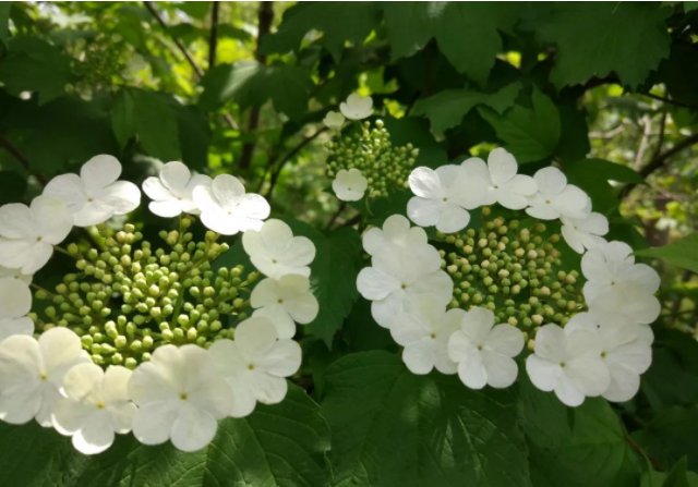 扬州一日游|烟花三月何处去 三花聚顶在扬州 | 合一