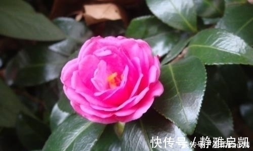 农历|谁家妻子生在农历这六天,一生有好运,日子过得顺心,非常富裕