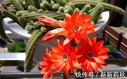 家里养花选它,小盆种少浇水,容易长满盆,适合新手!