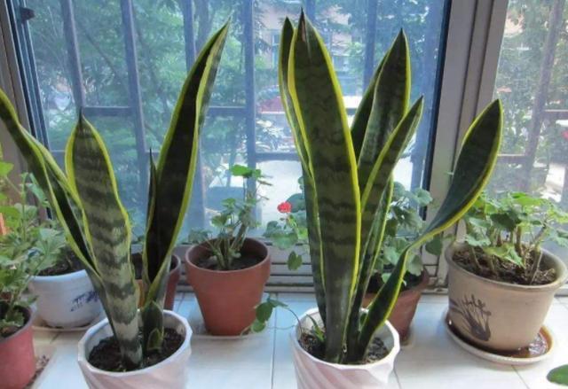 虎皮兰不长新芽挖出来一些土壤,养护得当,短时间内轻松爆盆