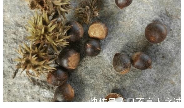 阿科比|农村即将“消失”的野果子，吃过4种正常，全吃过的说明您真老了