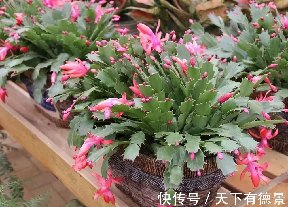 蟹爪兰|4种漂亮花，7月不要买，养不活费钱又费力，9月再买也不迟